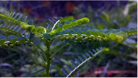 Chanca piedra. One of its local names translates to