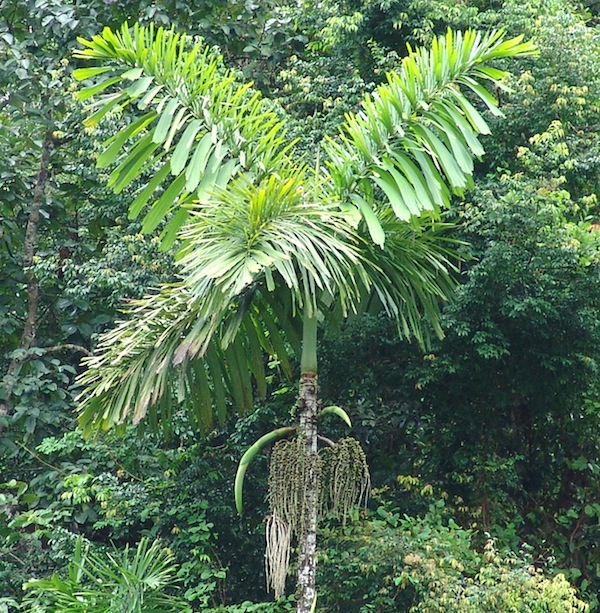 chonta