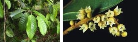 The leaves, flowers and fruit of huacapú.