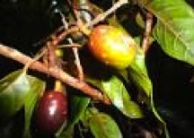 The leaves, flowers and fruit of huacapú.