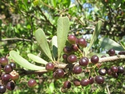huighan