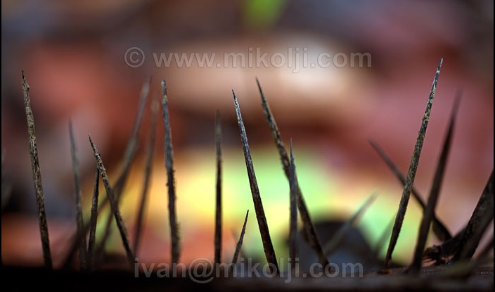 Huiririma spines.