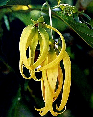 kananga