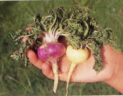 Maca plants.