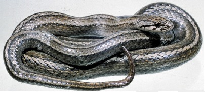 Mach'áquay (Tachymenis peruviana)