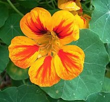 The Elizabeth Linnæus Phenomenon, is the name given to the phenomenon of "flashi