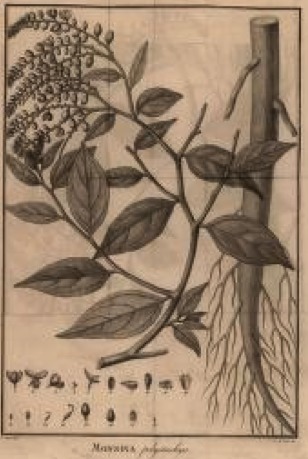 Monnina polystachya