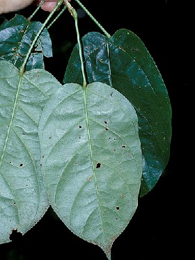 The trunk and leaves of a puka-lupuna.