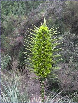 puya