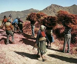 Workers harvesting quinoa.