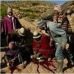 Raymi yahuar. A family sacrifices a white lamb and llama during preparations for Tinku.