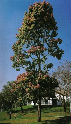 The tangarana tree,