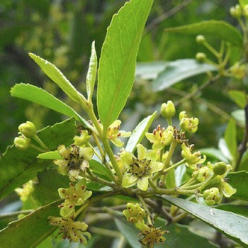 tihue