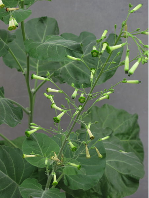 tobacco