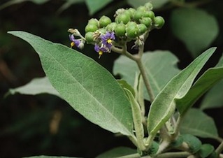 yuruhuacta