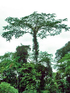 ayahuma
