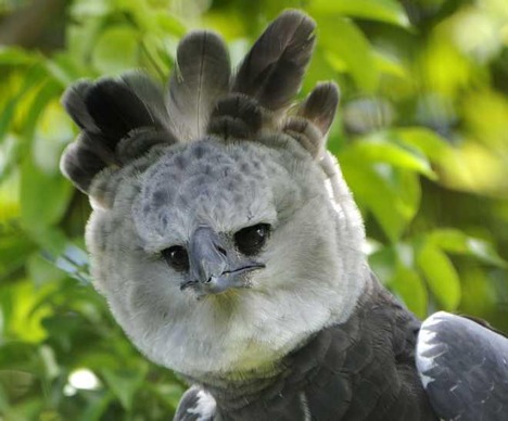 The Andean harpy eagle, or anka. WCF