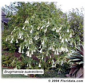 Brugmansia suaveolens