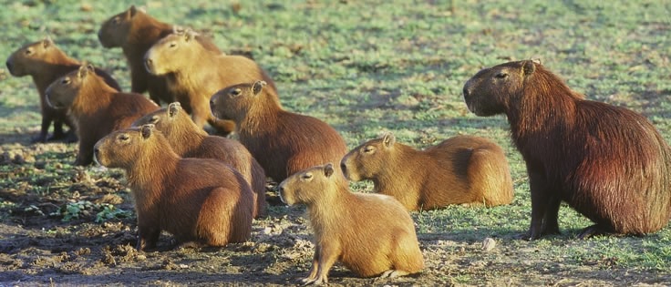 A group of capybaras