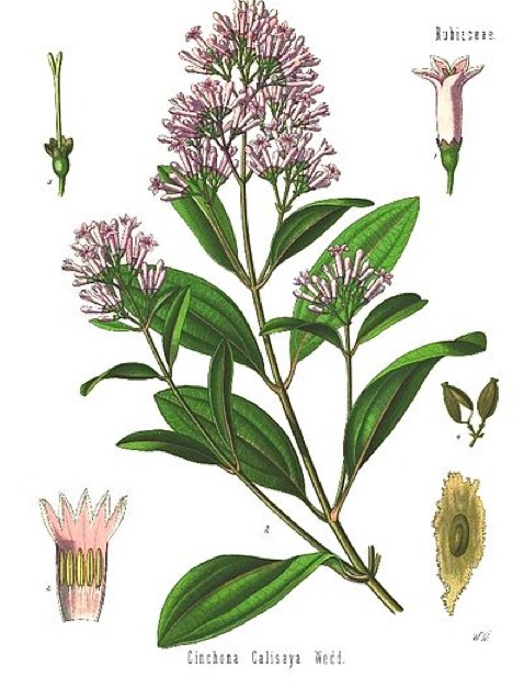 Cinchona bark.